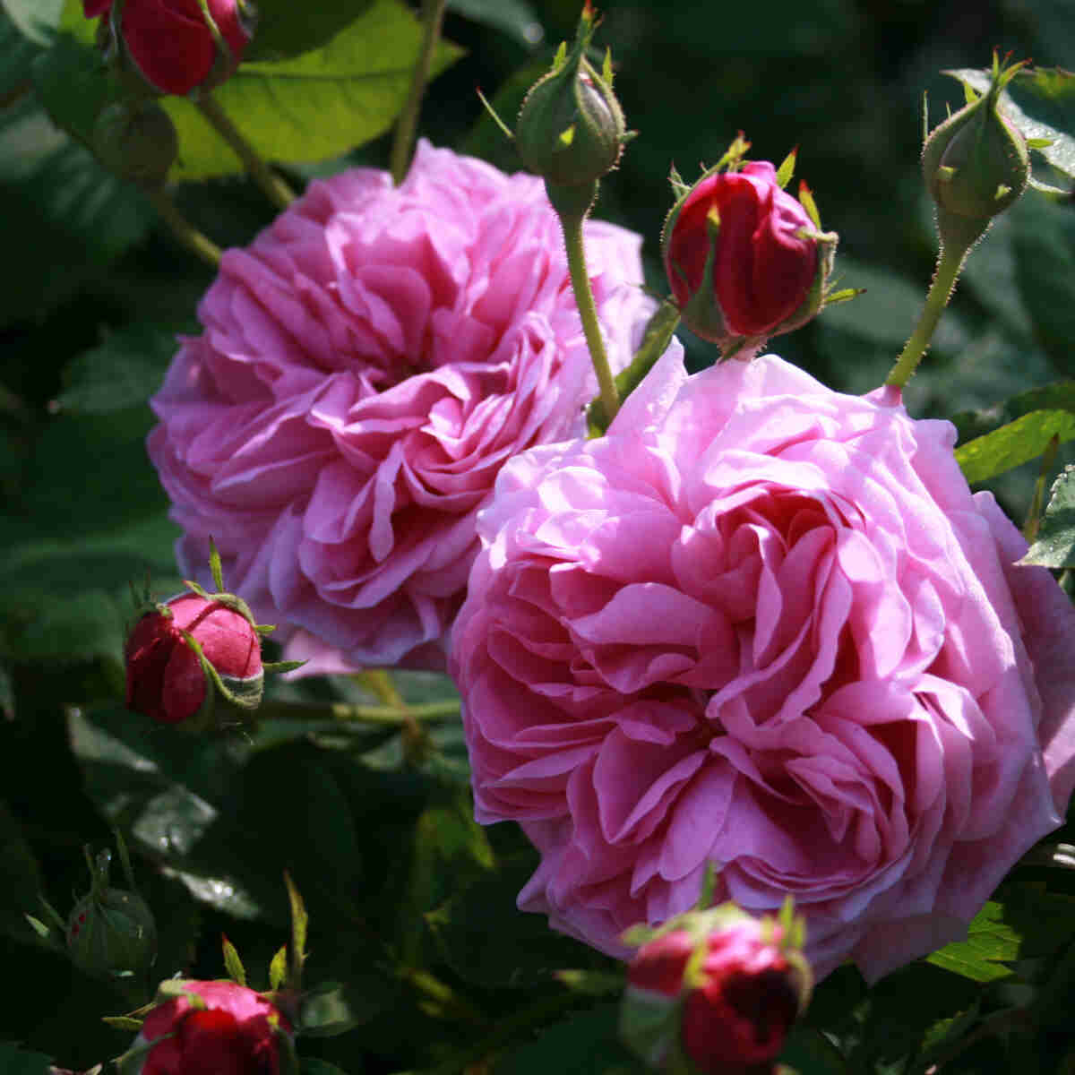 Bourbonros 'Mme Isaac Pereire'