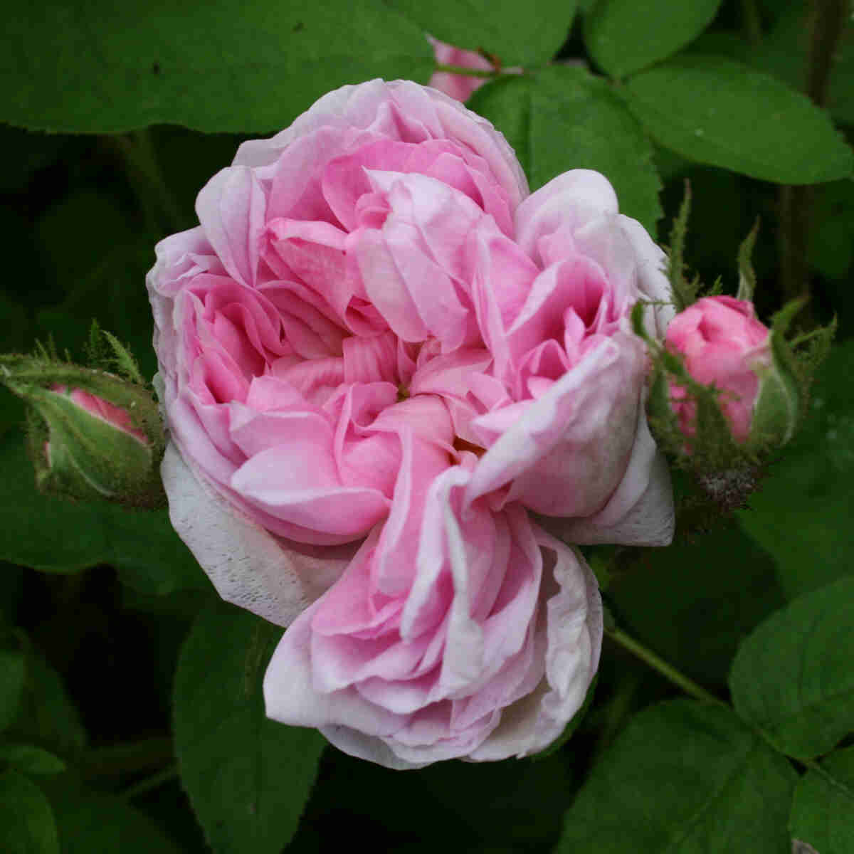 Moss rose - Rose 'Salet'