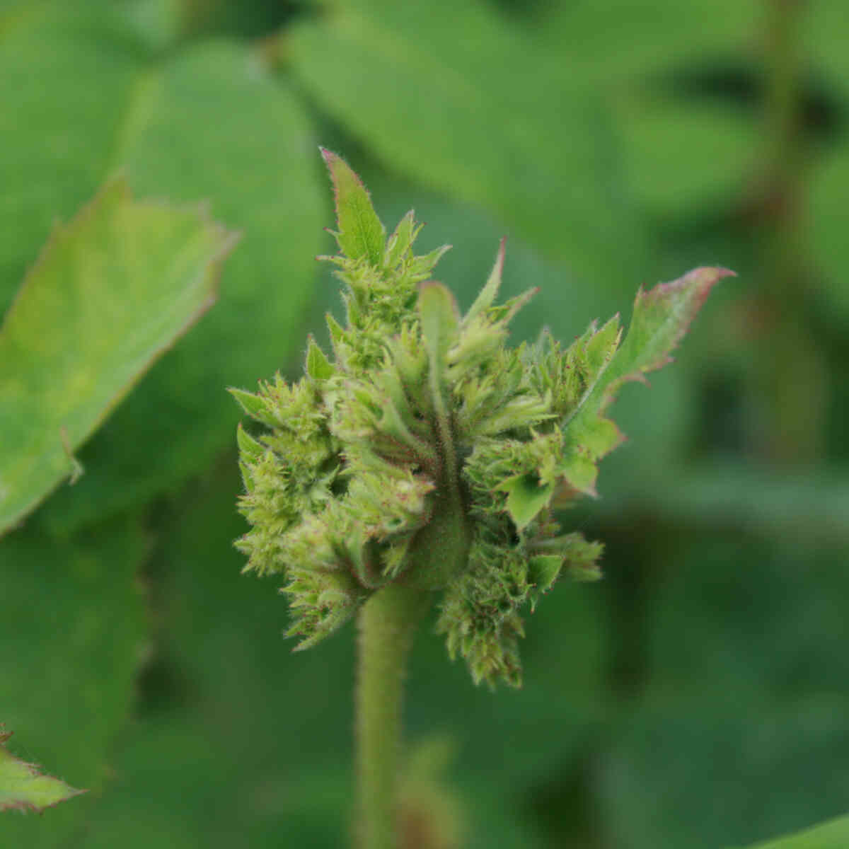 Mossrosa - Rose centifolia 'Napoléons hatt'