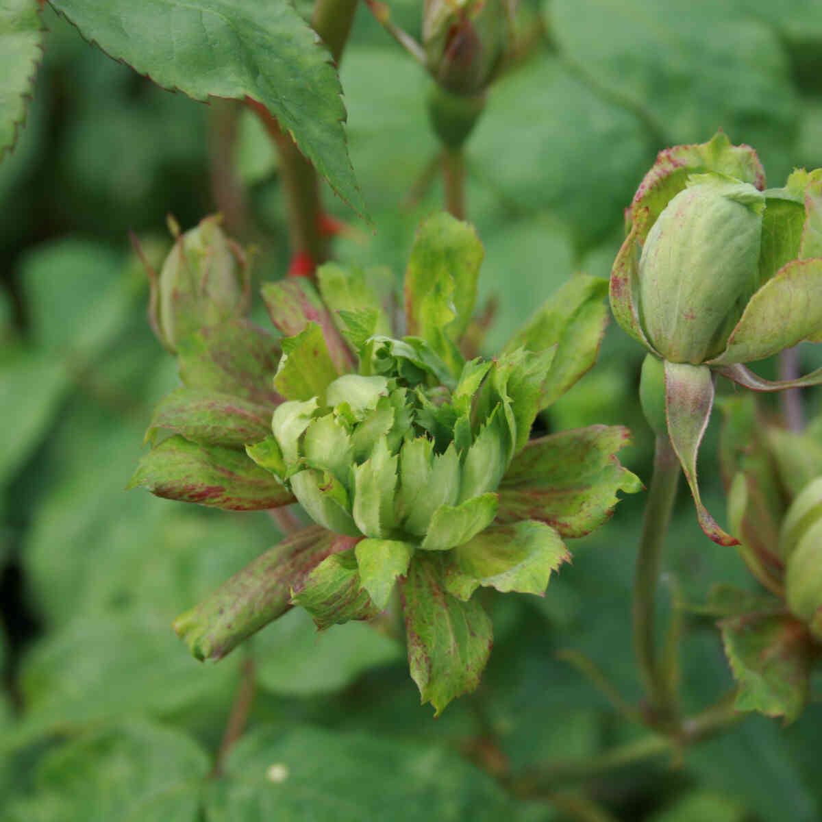 Den gröna rosen - Rosa chinensis 'Viridiflora'