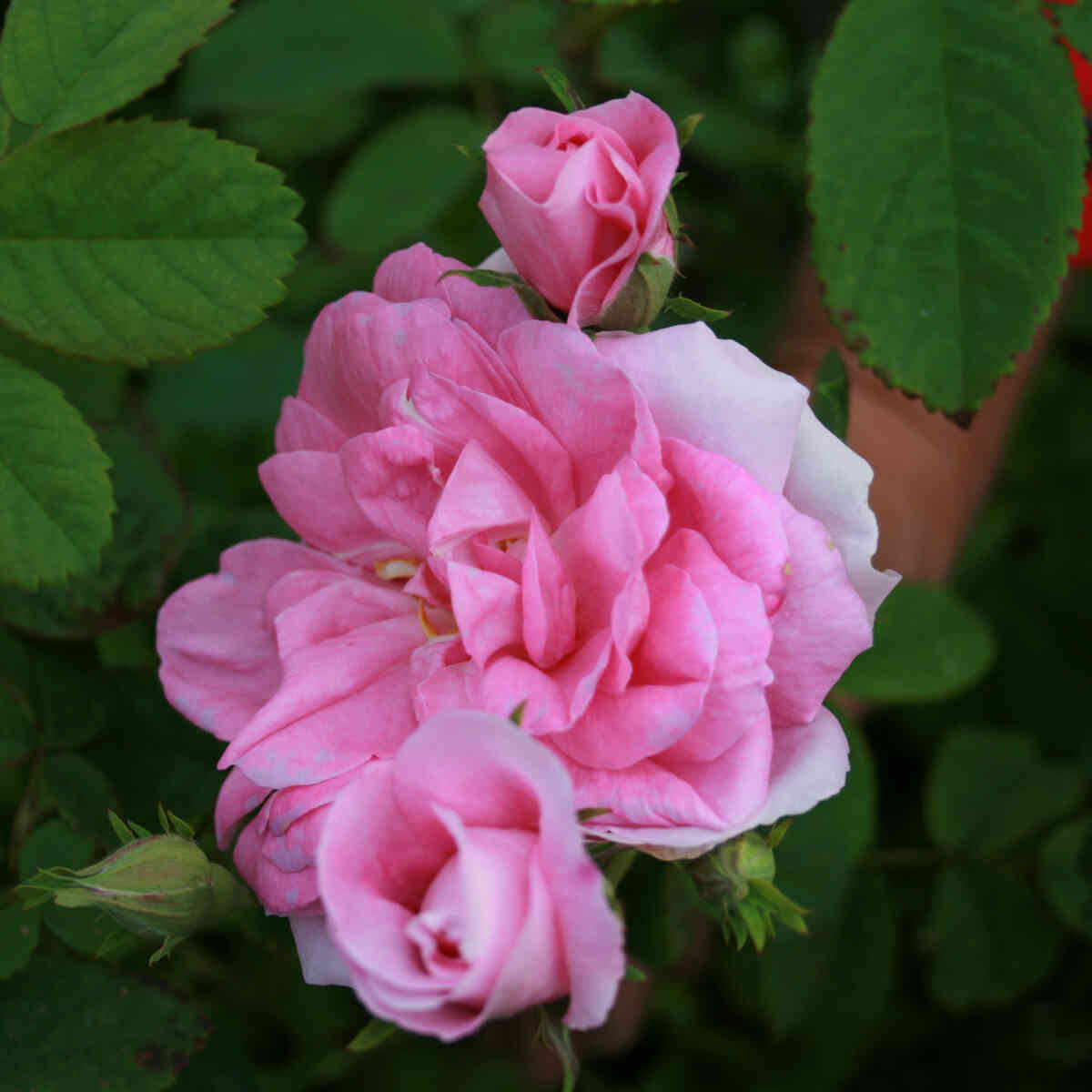 Moss rose - Rose 'Comtesse de Murinais'