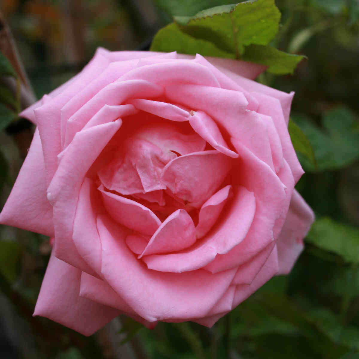 Klätterros 'Coral Dawn'