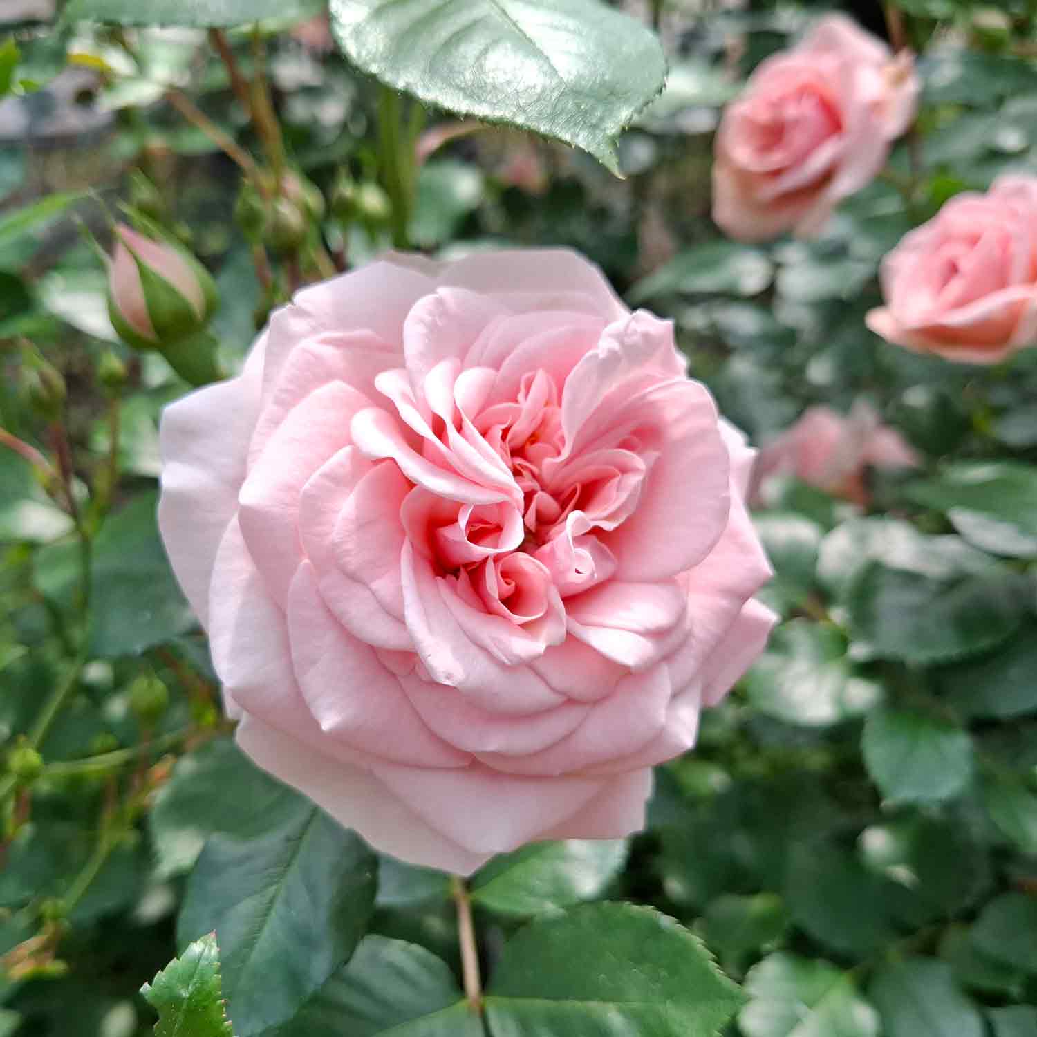 Rose 'Queen Margrethe'
