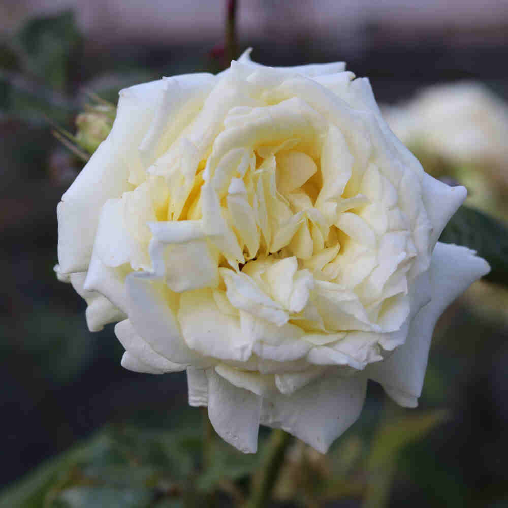 Slyngrose 'Elfe'