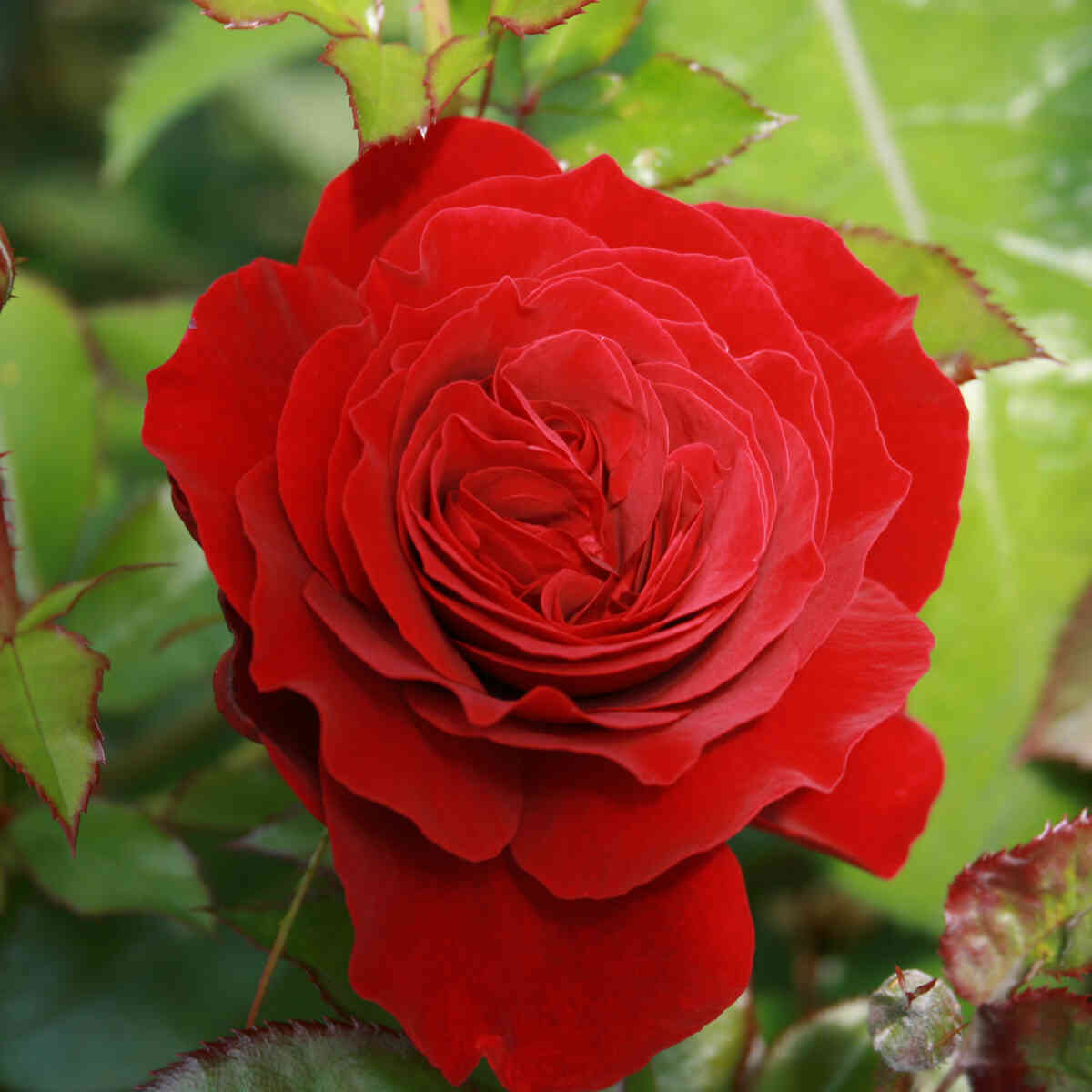 Slyngrose 'Farruca'