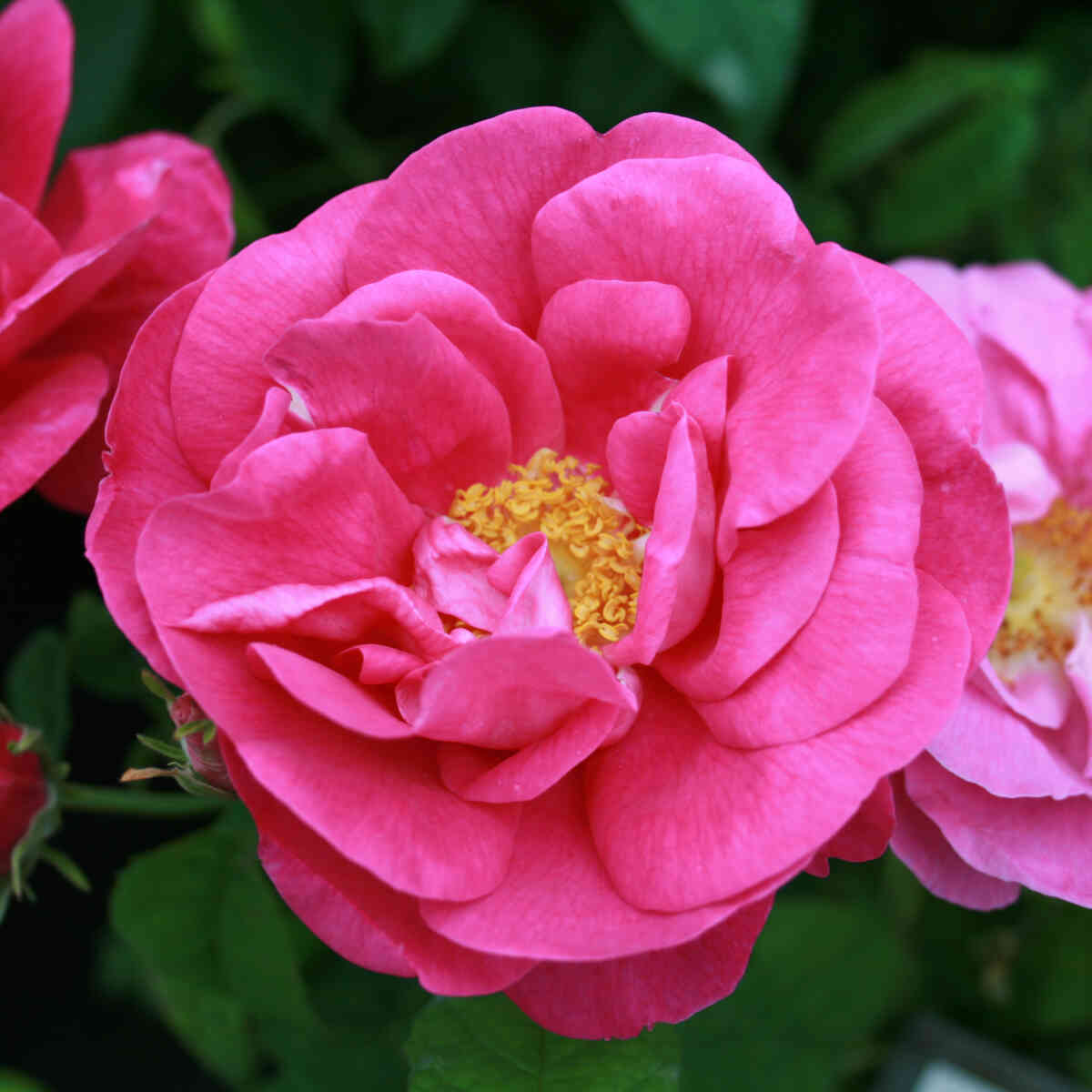 Apothecary rose - Rosa gallica 'Officinalis'