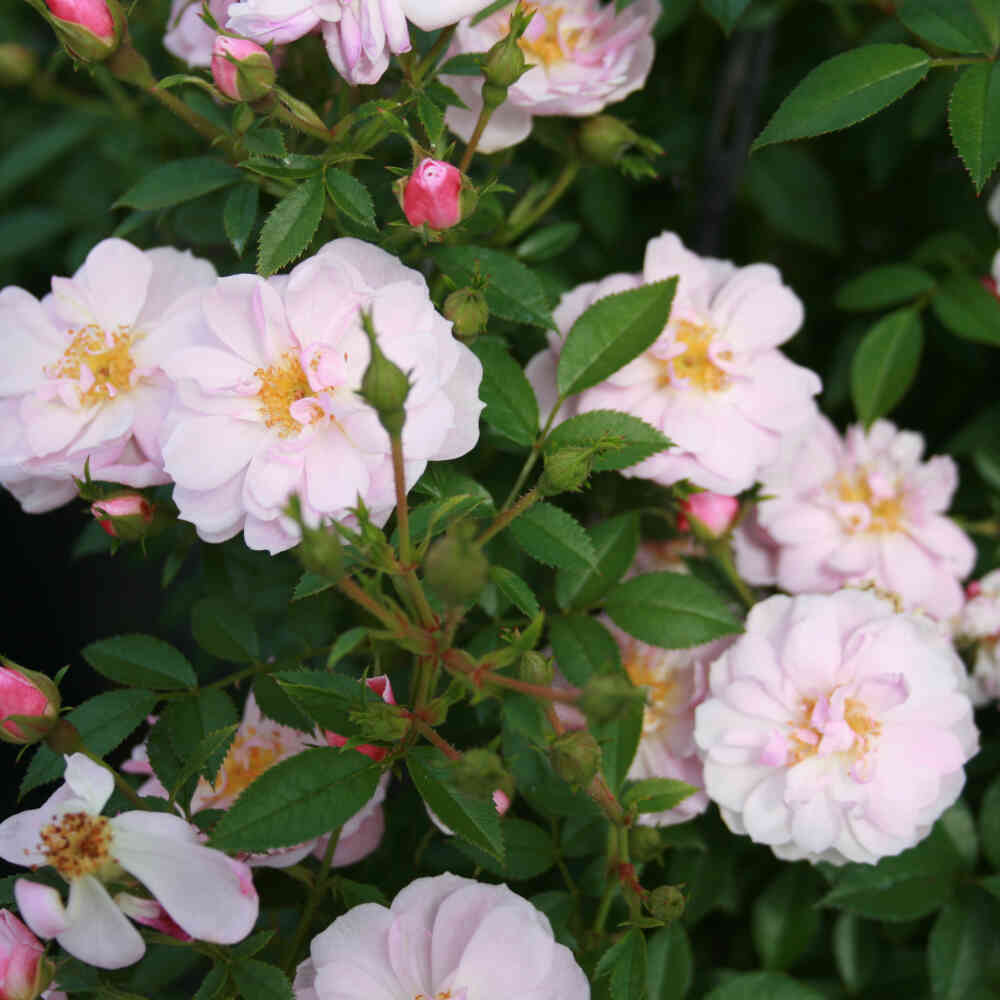 Groundcover Rose 'Gentle Cover'