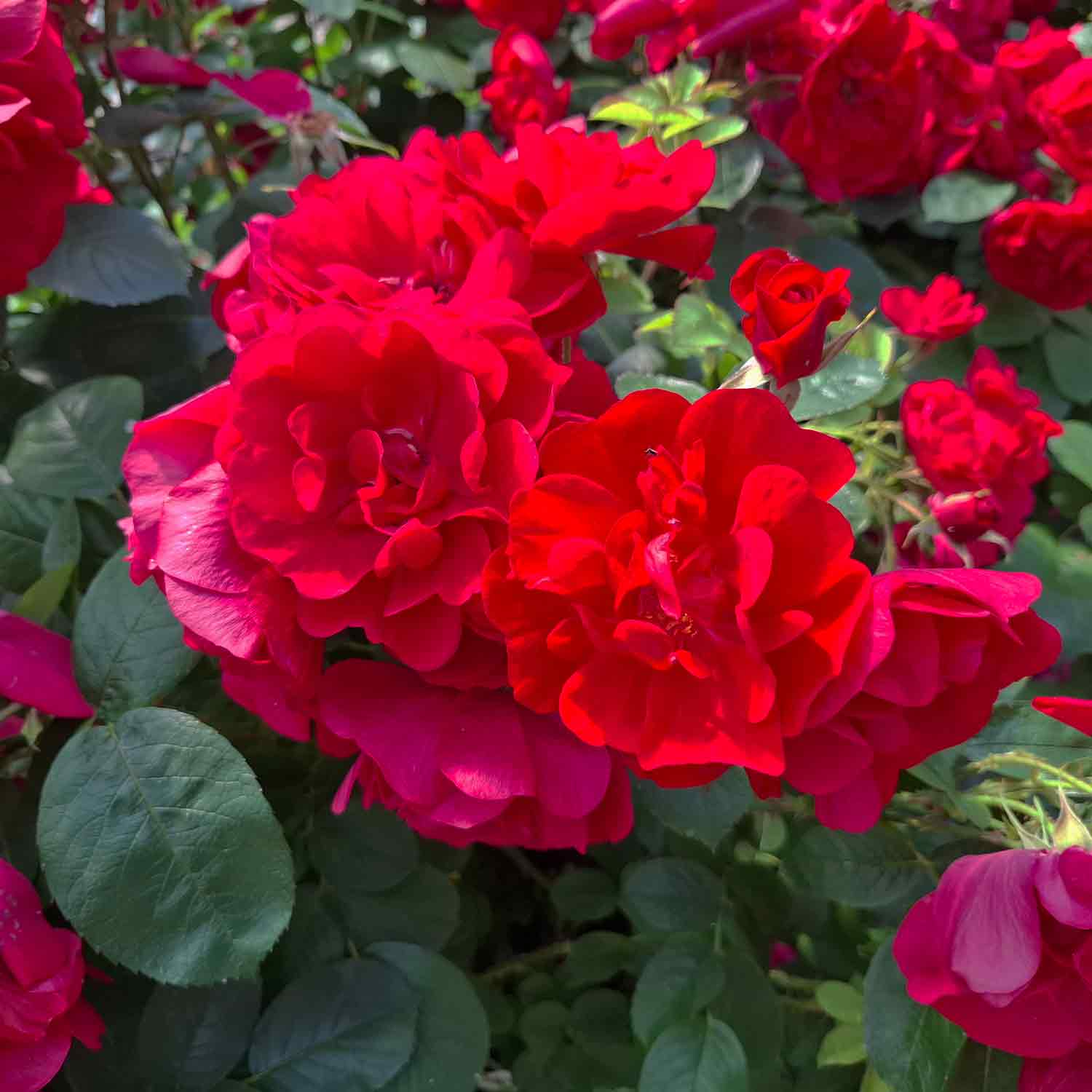 Hybenrose rugosa 'Hansaland'