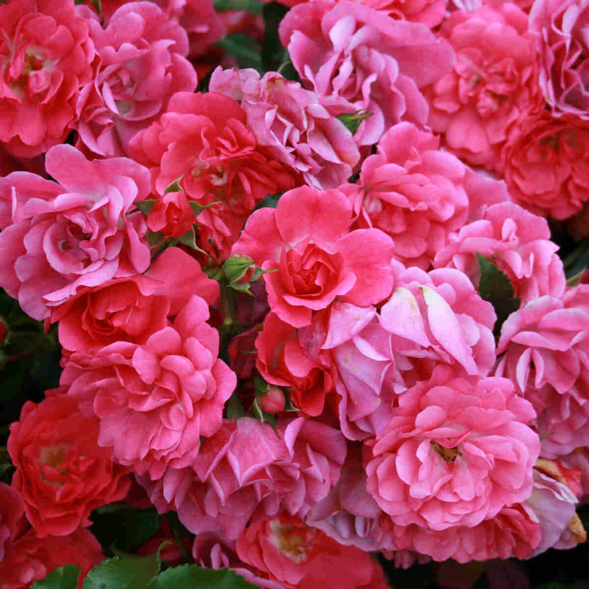 Groundcover Rose 'Heidetraum'
