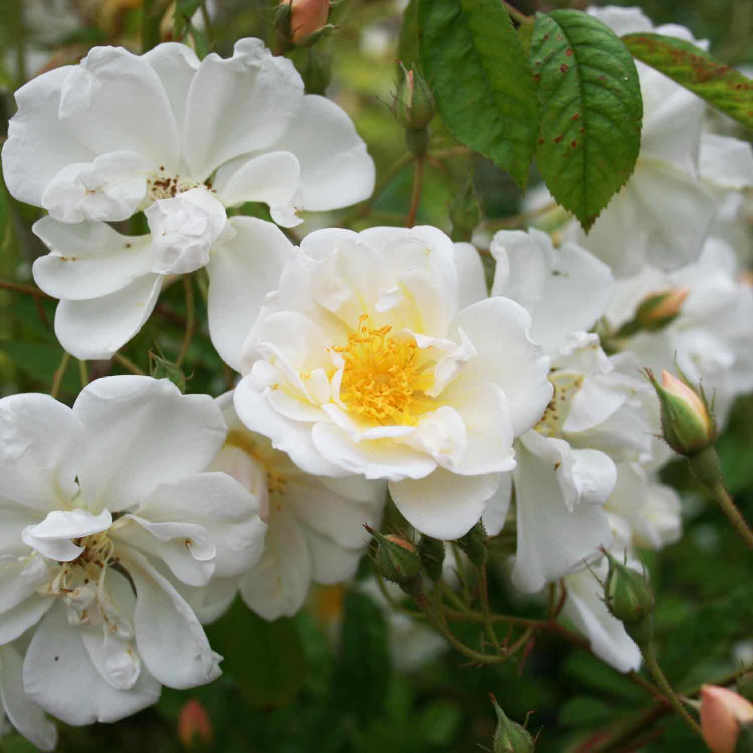 Klätterros helenae 'Lucky find'