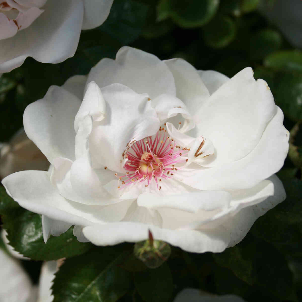 Shrub rose 'Jacqueline du Pré'