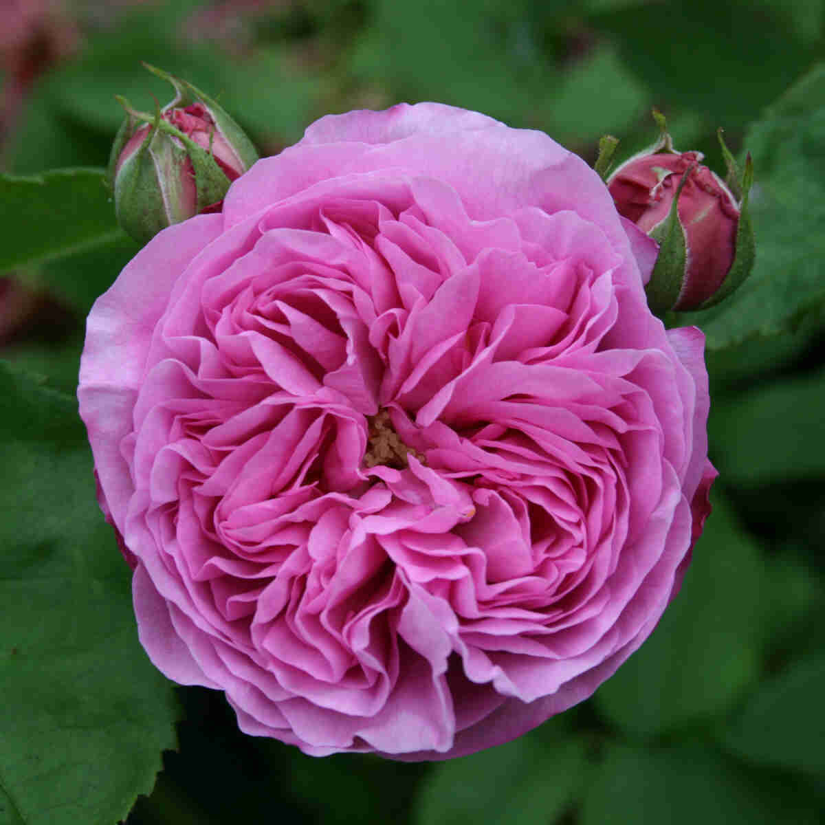 Buskros 'Louise Odier'