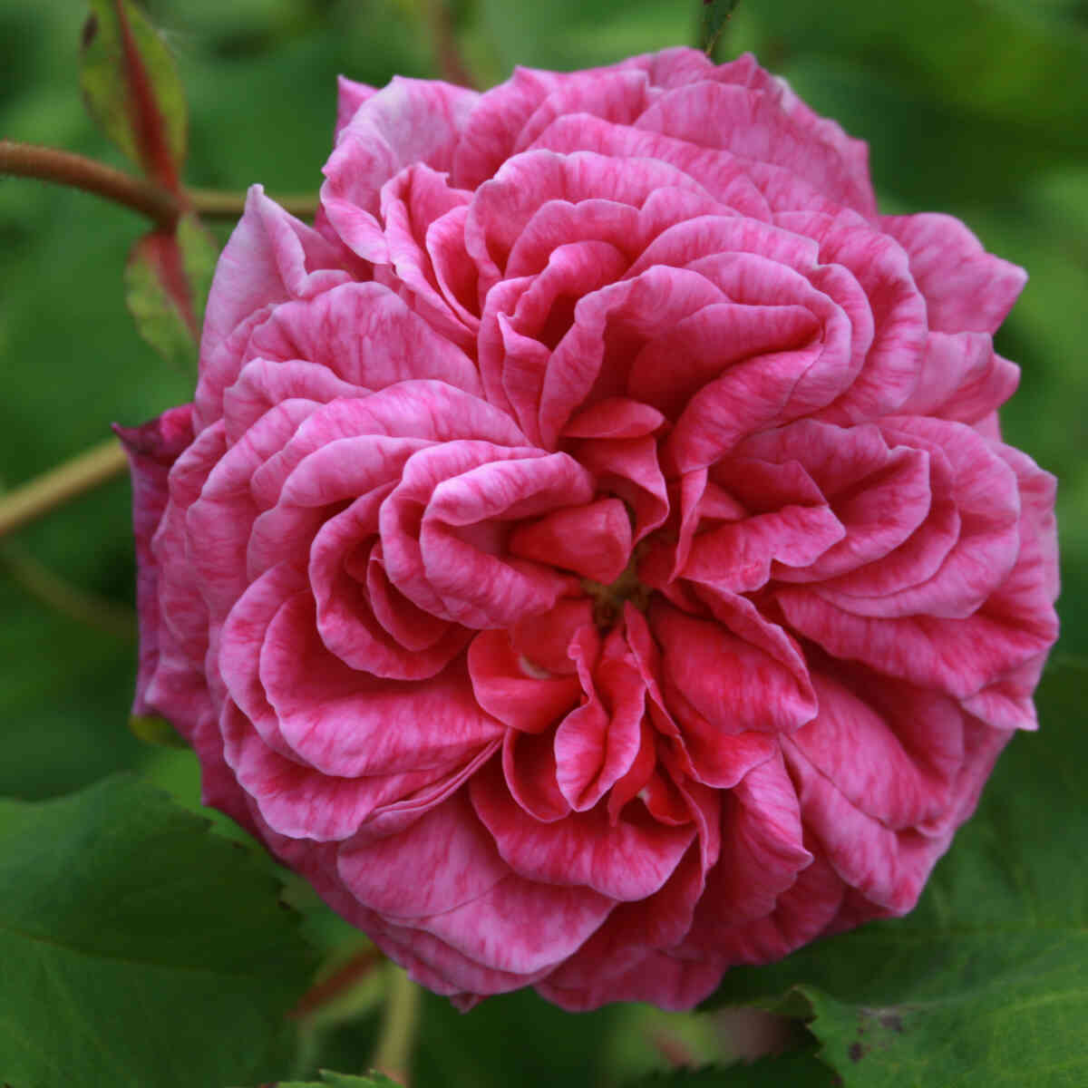 Historical rose 'Magna Charta'