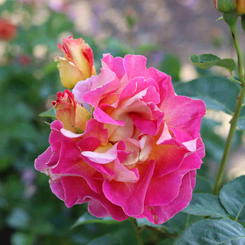 Rosa 'Maleica'