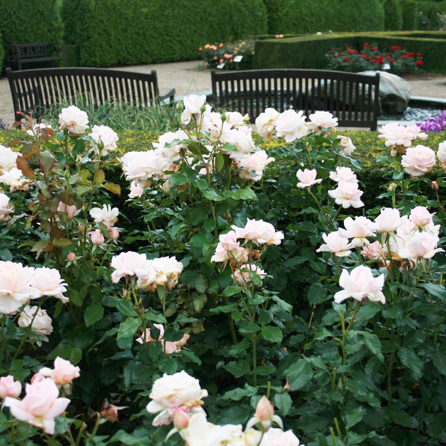 Rose 'Morten Korch' - Barrods