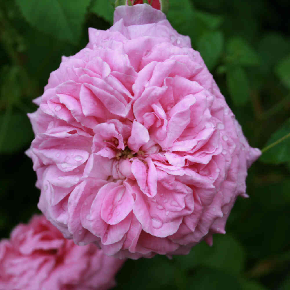 Mossrosa - Rose centifolia 'Napoléons hatt'
