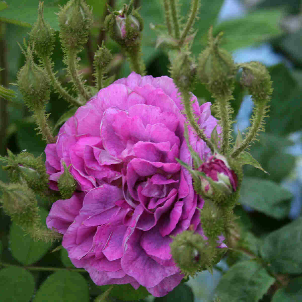 Moss rose centifolia 'William Lobb'