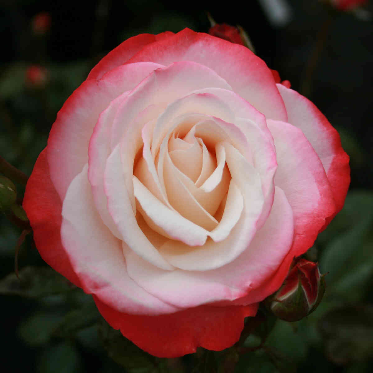 Rose 'Nostalgia'