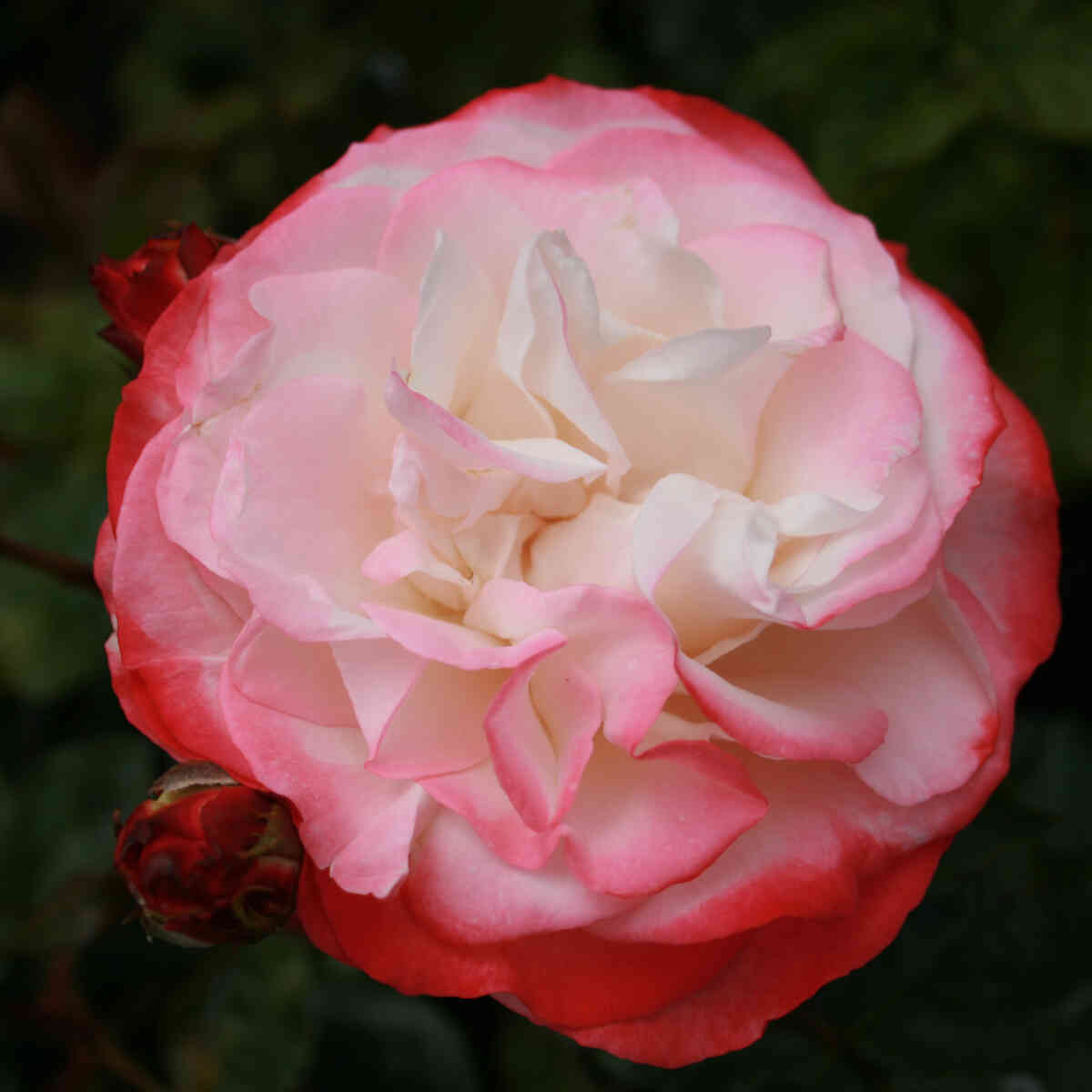 Rosa Nostalgie - 60cm stamme