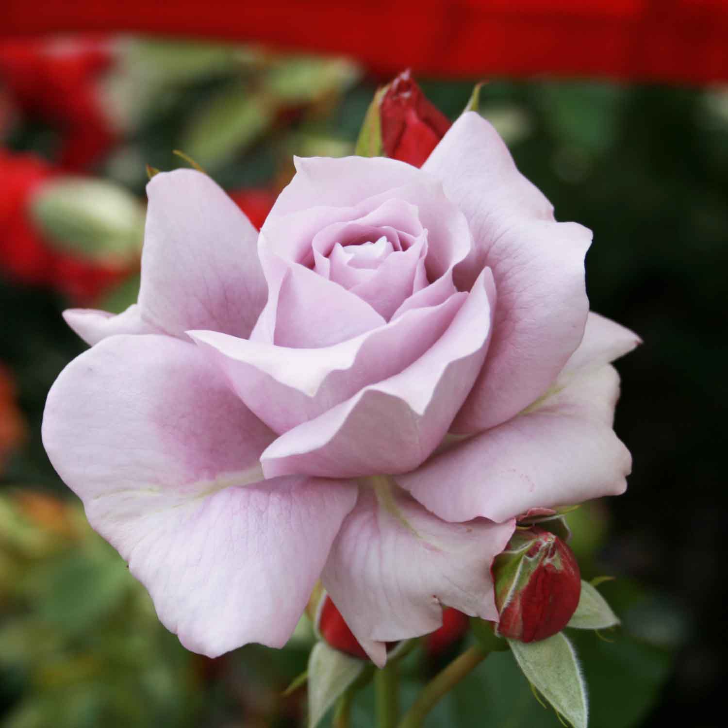 Rose 'Novalis'