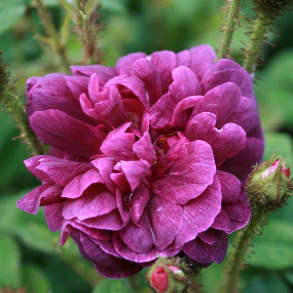 Moss rose - Rosa centifolia 'Nuits de Young'
