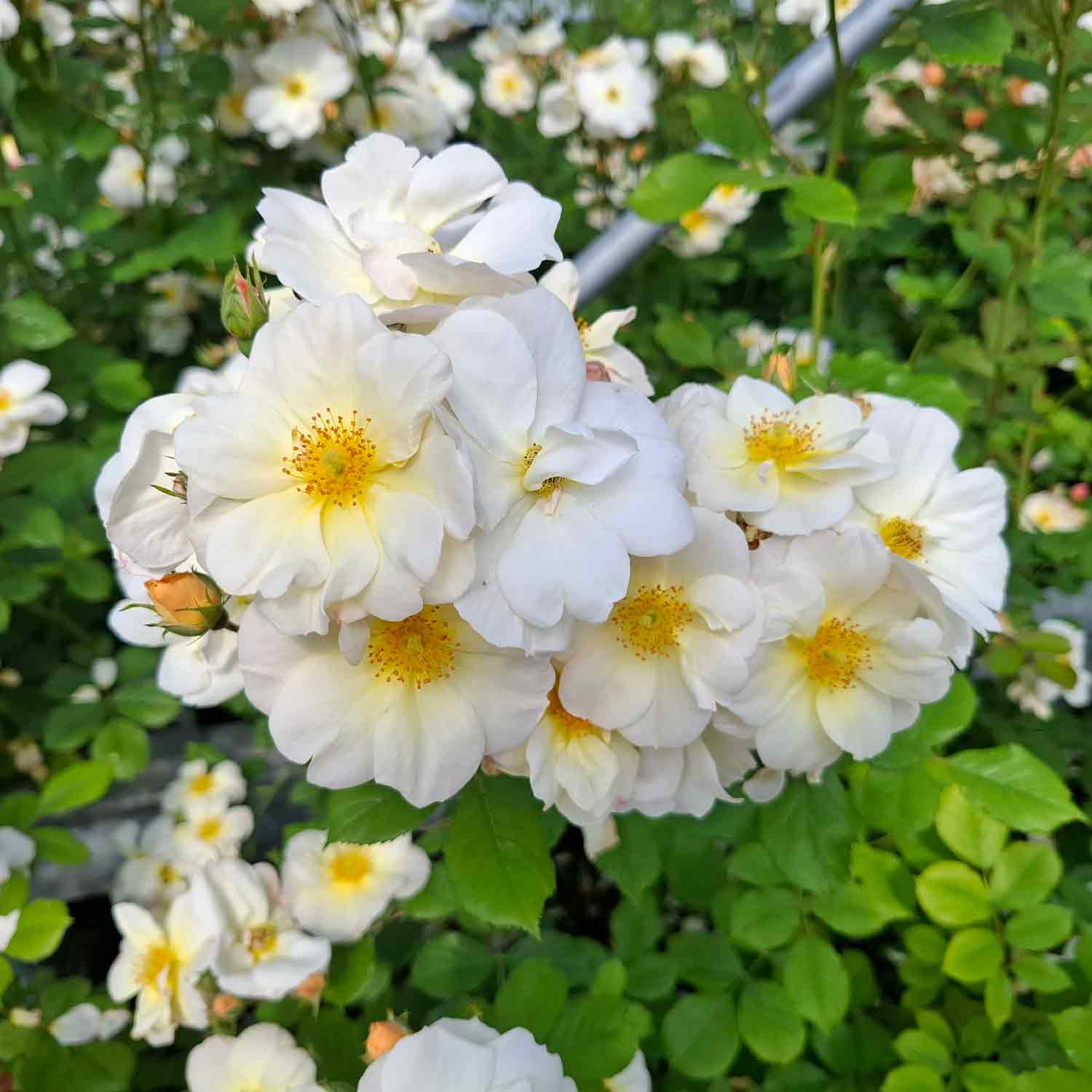 Rose moschata 'Omi Oswald'