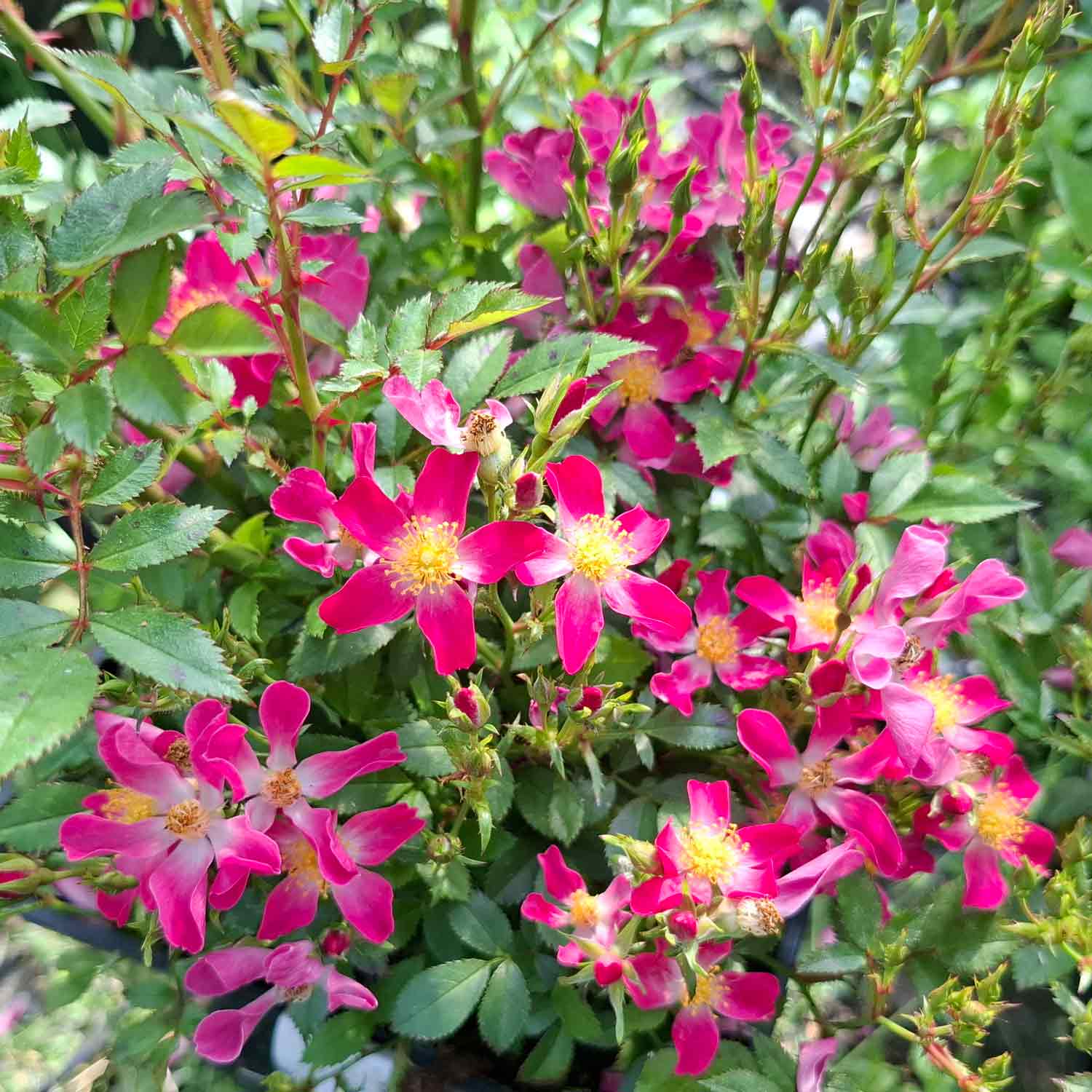 Rosa 'Palsy Walsy'