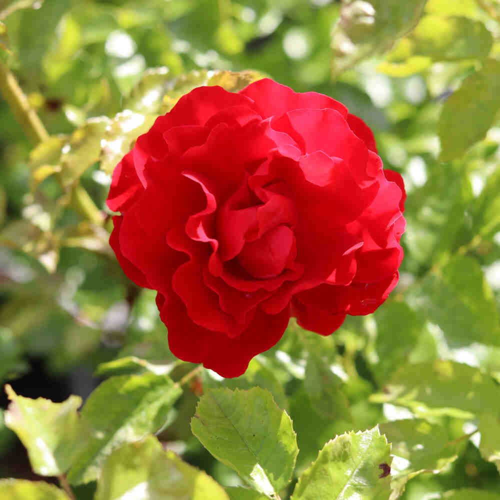 Rosa 'Pepino'