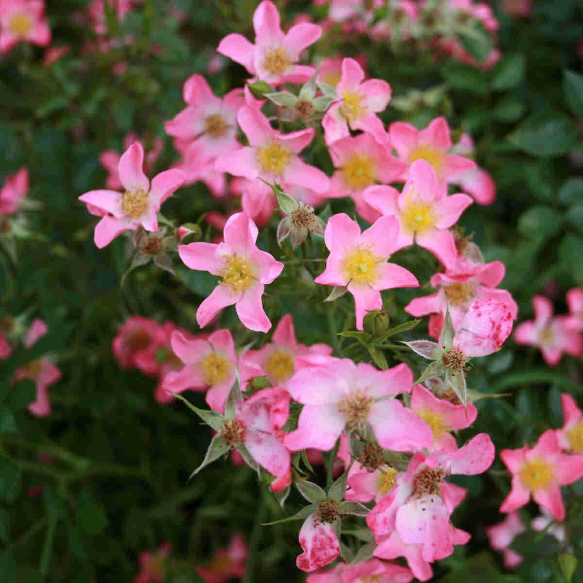 Groundcover Rose 'Pink Cover'