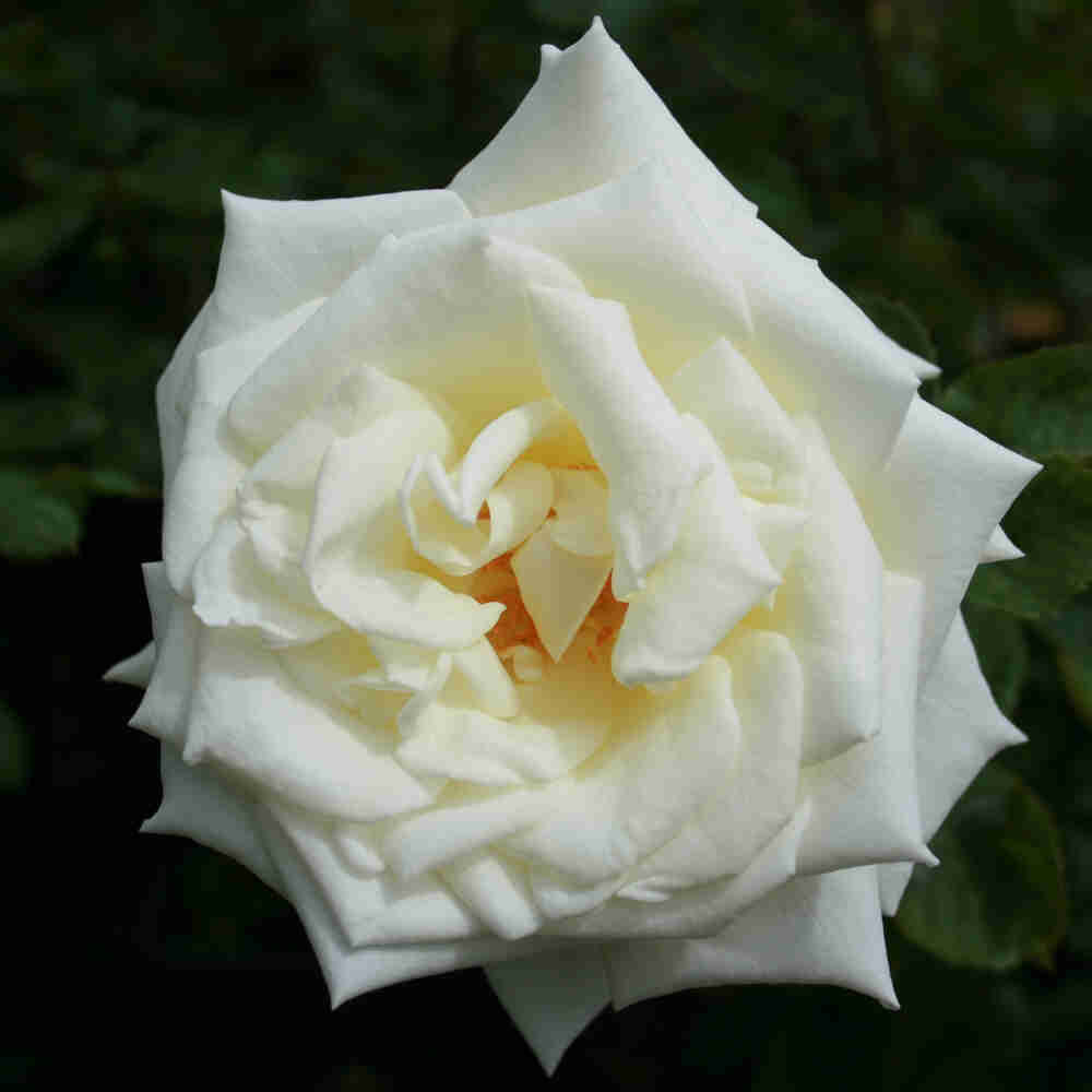 Rose 'Polar Star'