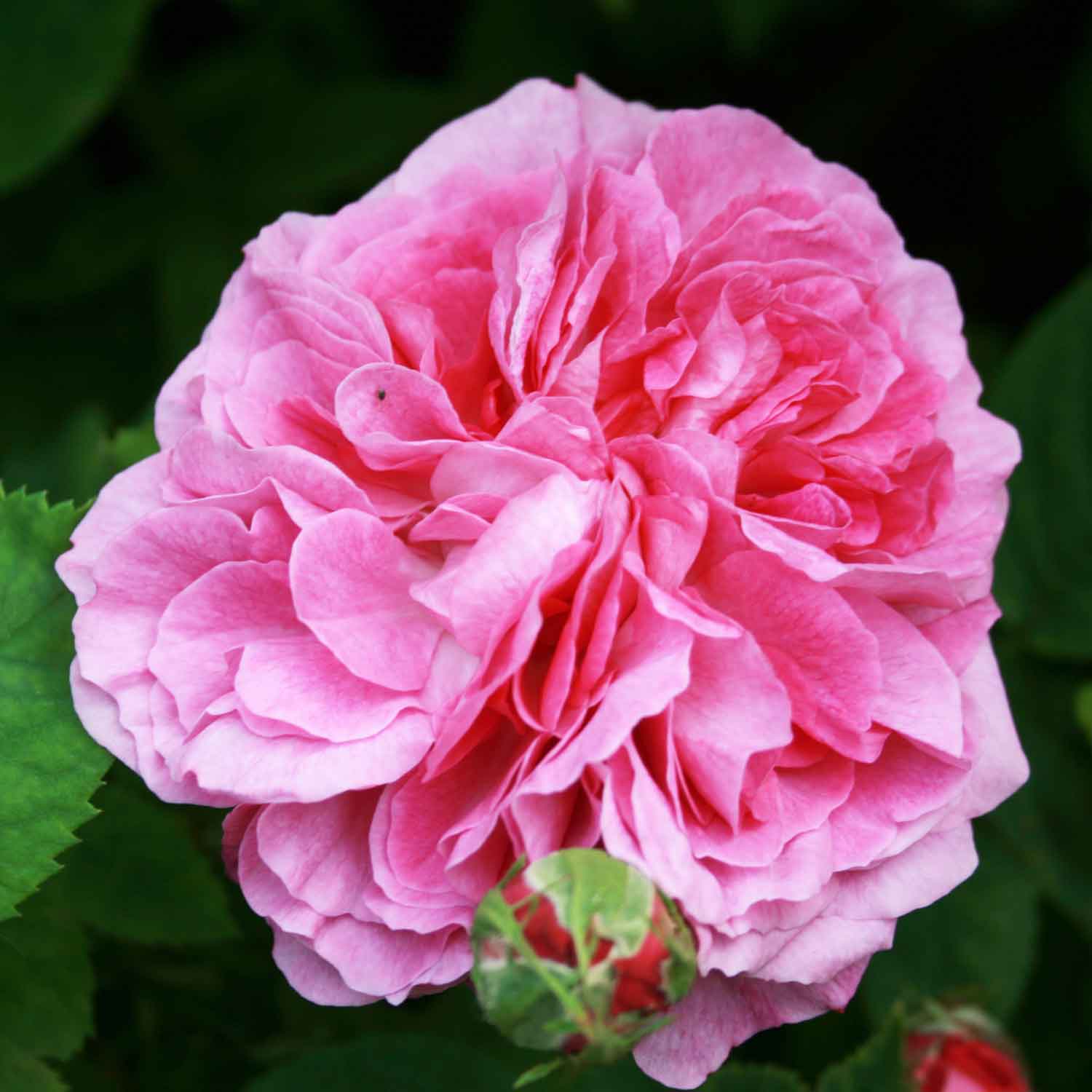 Historical rose 'Reine des Violettes'