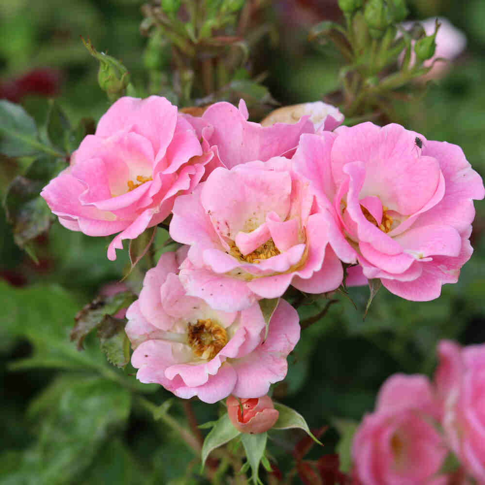 Rosa Roselina