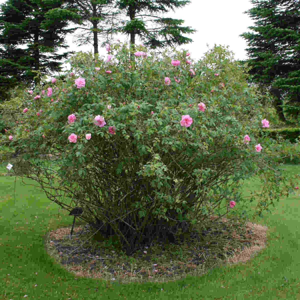 Apple rose rubignosa 'Apple Jack'