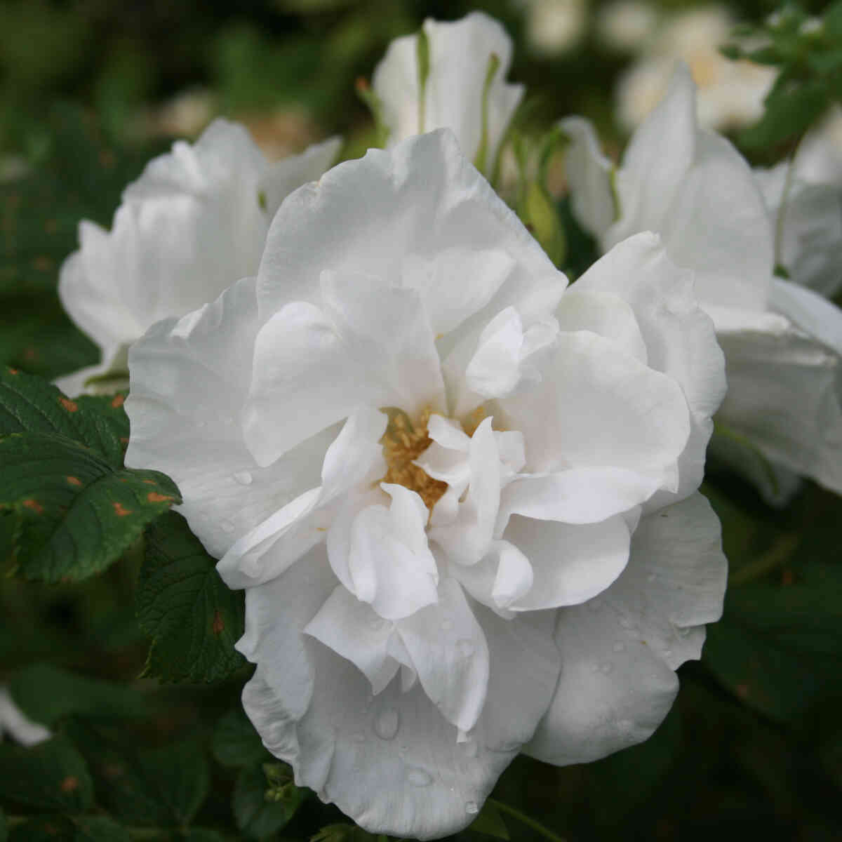 Nyponrugosa 'Blanc Double de Coubert'