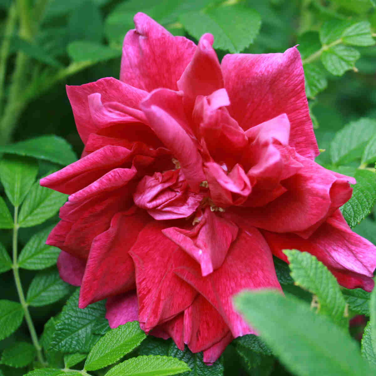 Rosehip rugosa 'Hansa'