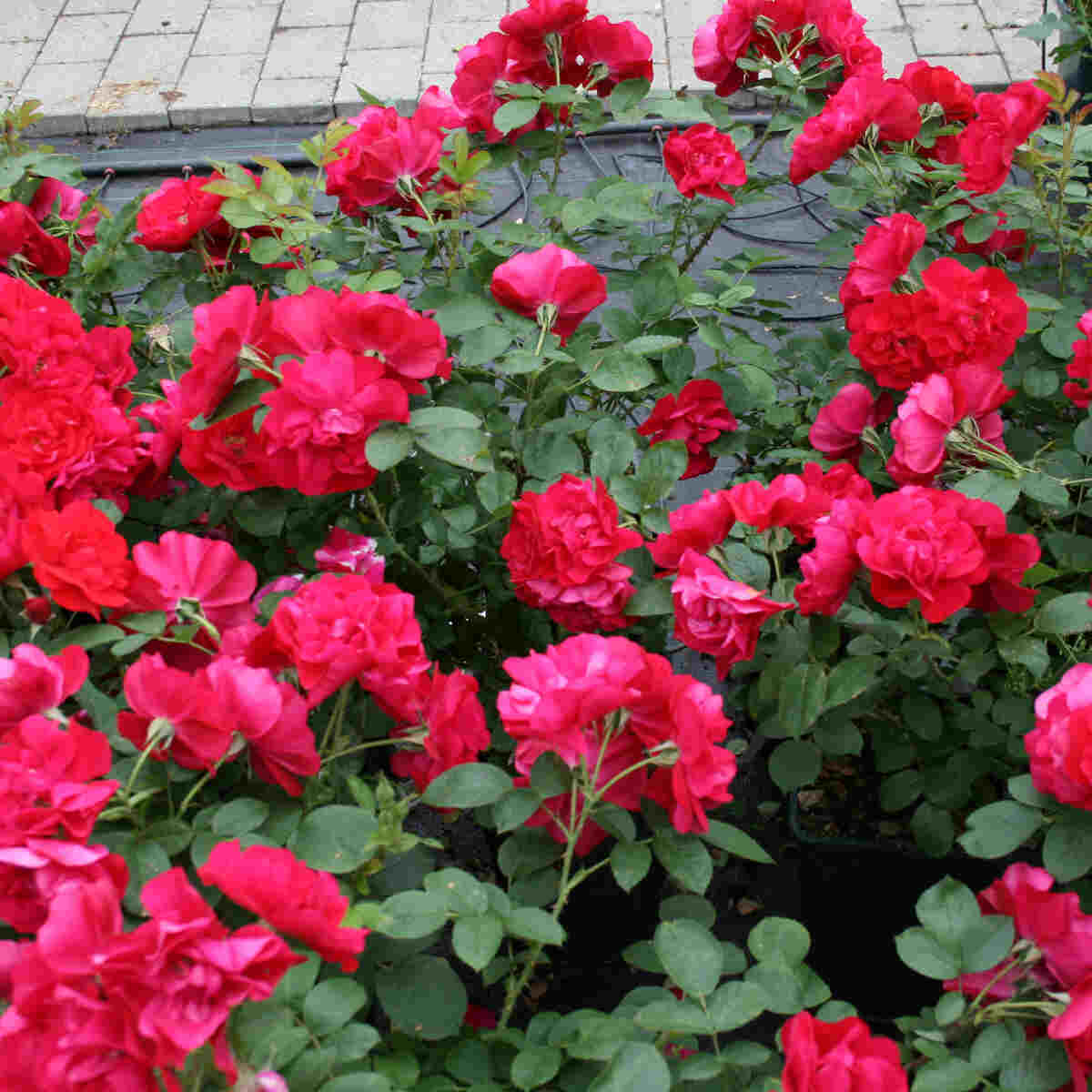 Nyponrugosa 'Hansaland'