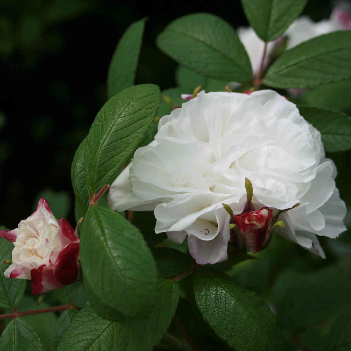 Nyponrugosa 'Louise Bugnet'