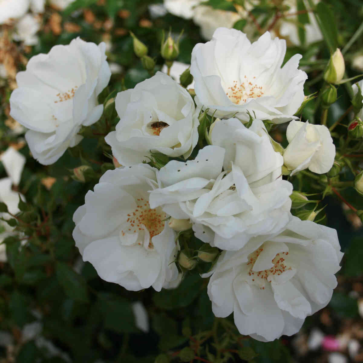 Groundcover Rose 'Schneeflocke'
