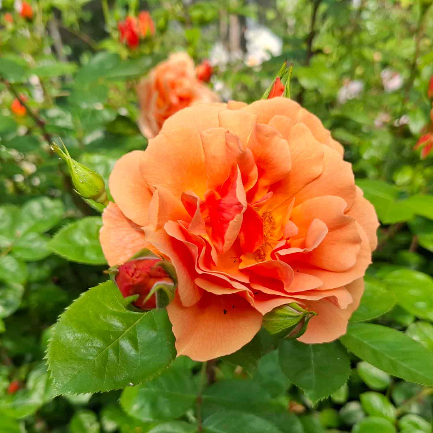 Klätterros 'Skyline'