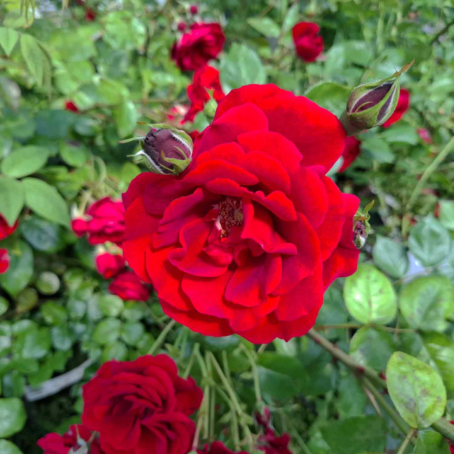Klätterros 'Sympathie'