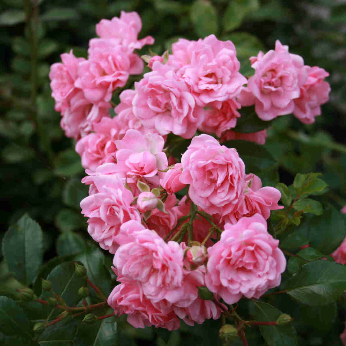 Groundcover rose - Rosa 'The Fairy'