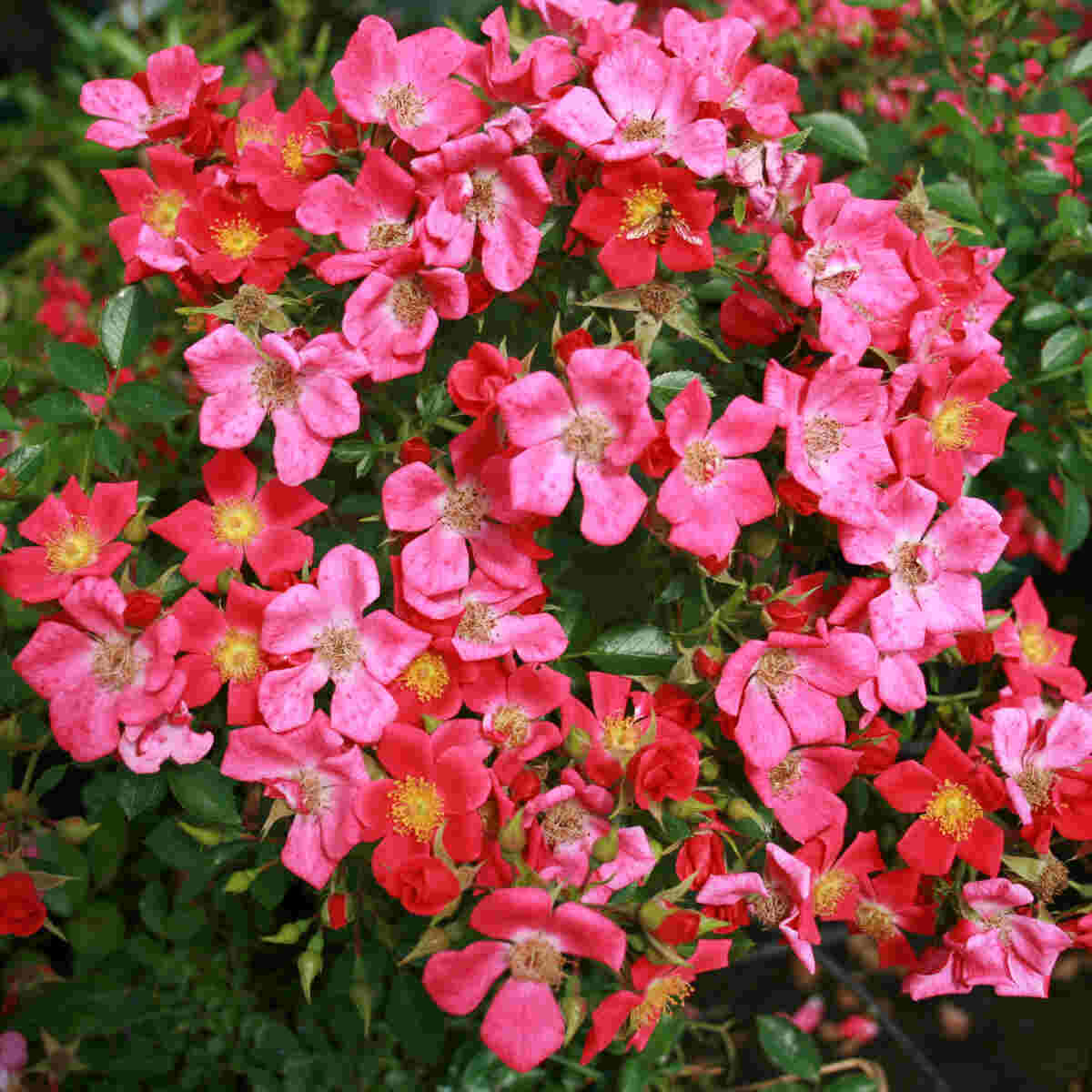 Groundcover Rose 'Thumbelina'