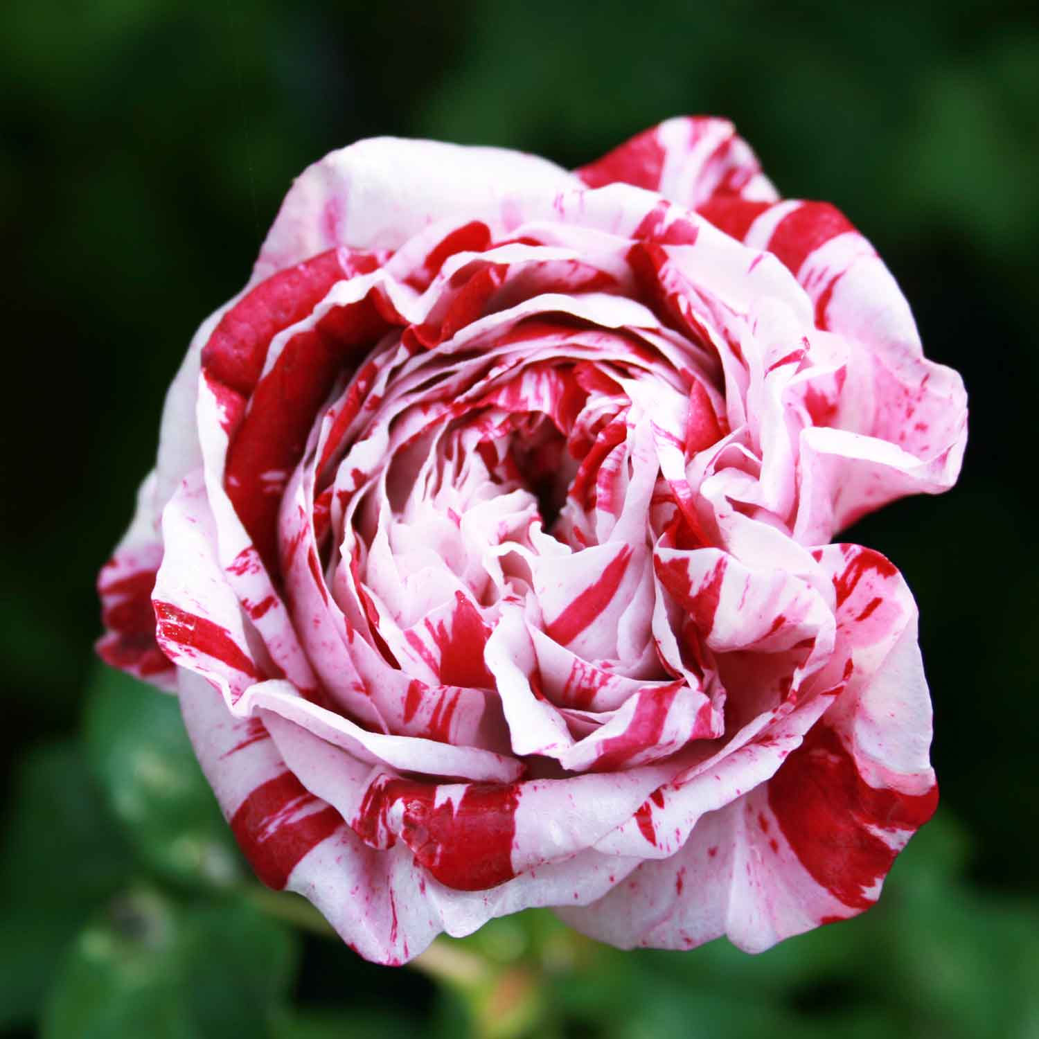 Bourbonrose 'Variegata de Bologna'