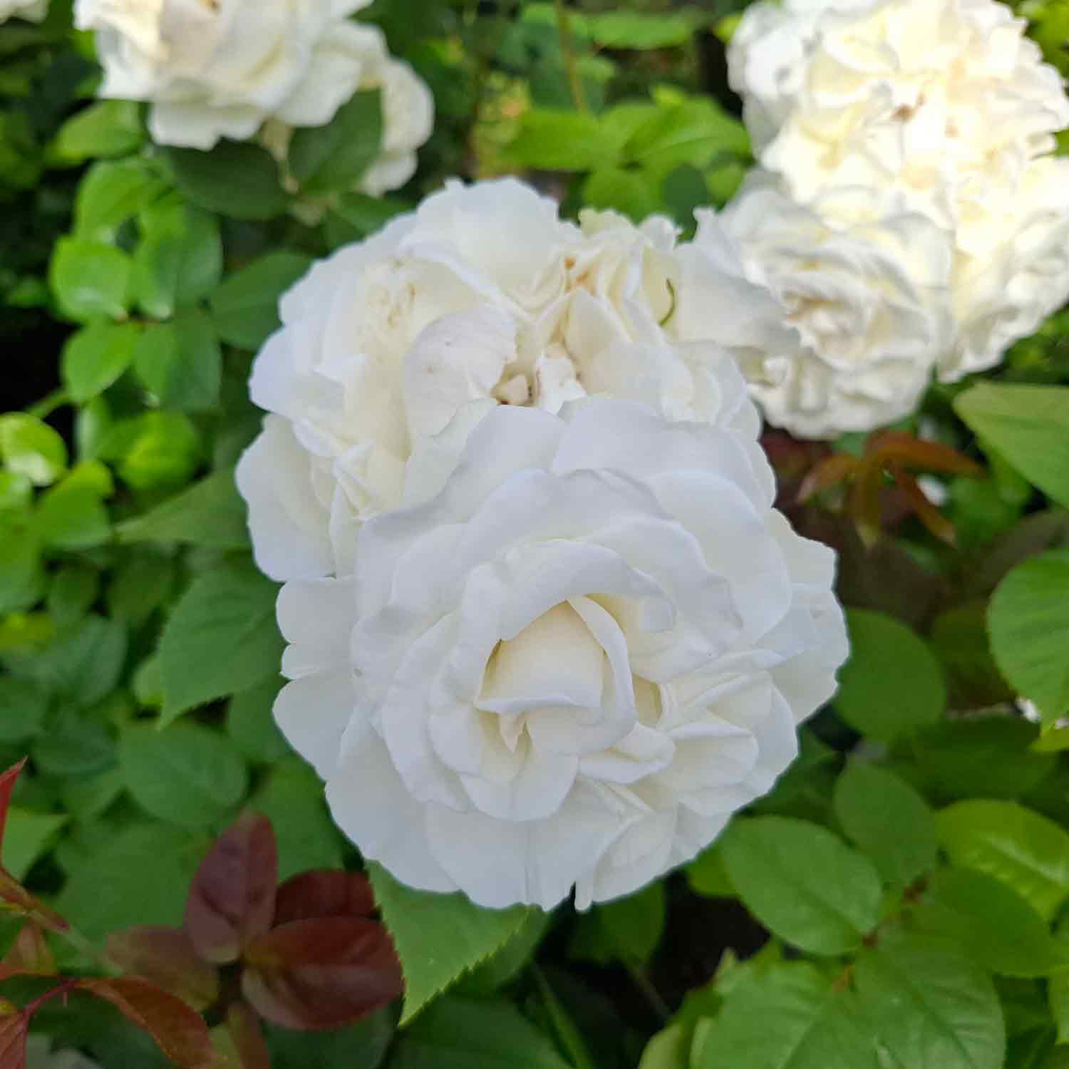 Rose 'Westpol'