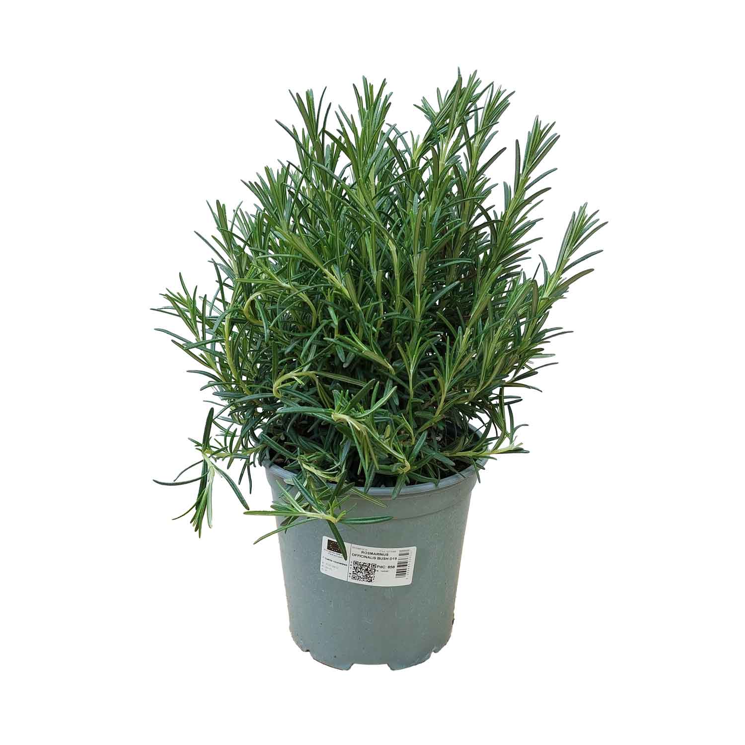 ROSEMARY OFFICINALIS BUSH D19
