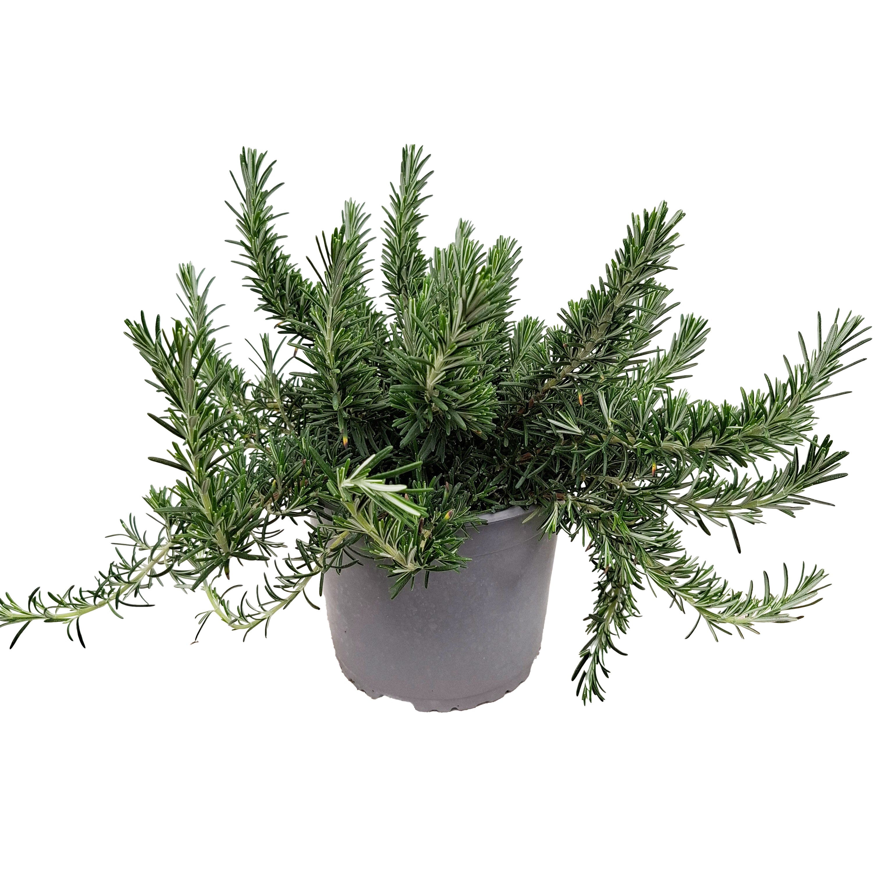 ROSMARIN PROSTRATUS BUSK D19