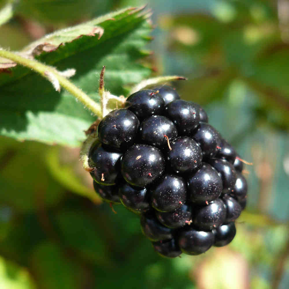 Blackberry - Rubus fruticosus 'Loch Ness'® C5