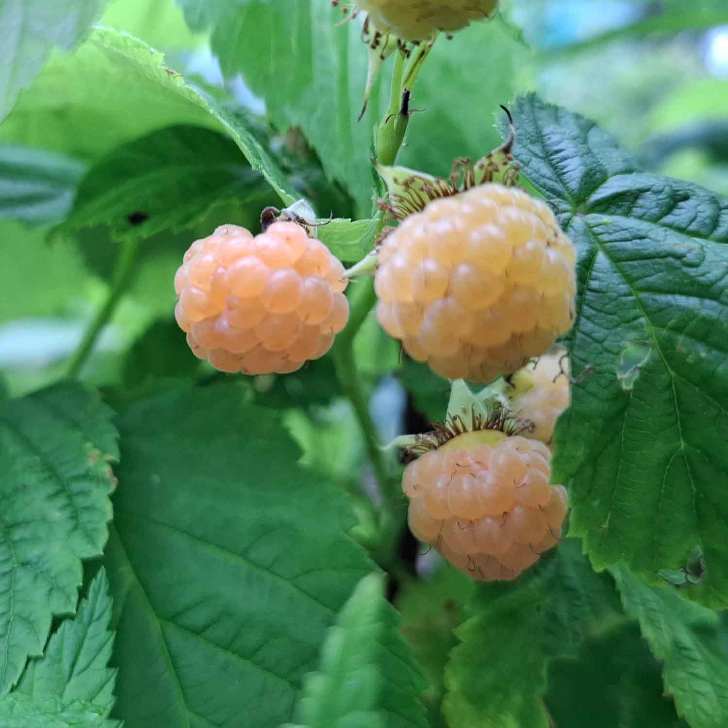 Rubus Fallgold 5,5L kastrull