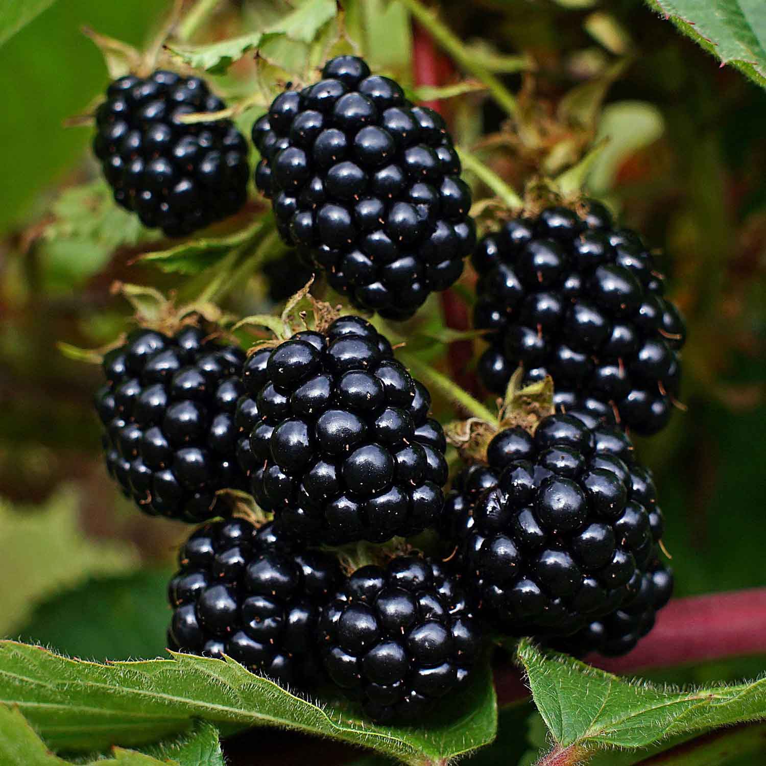 Rubus frut.'Triple Crown' C3 40- 60