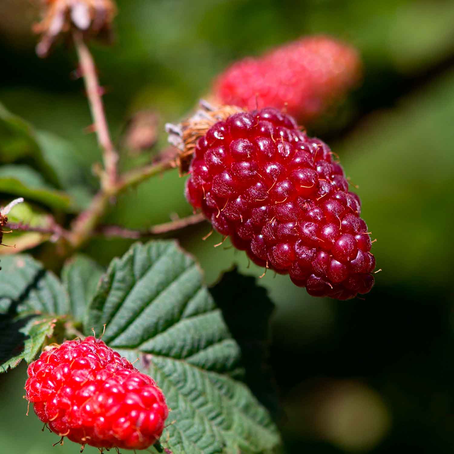 Rubus 'Loganbeere' C2 30- 40